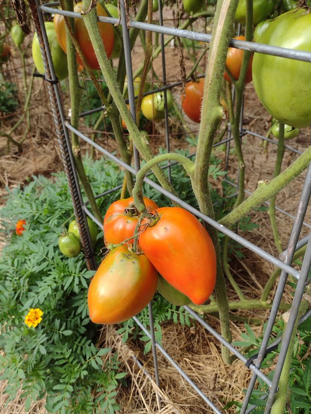 The Victory Garden has eight different varieties of tomatoes, including Amish paste tomatoes (they look like plum tomatoes on steroids). The various varieties are trained to grow in eight-foot cages.